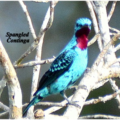 Spangled Continga